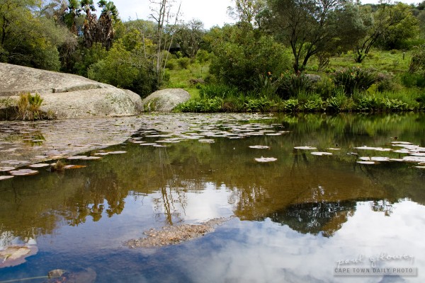 Green ponds and lilypads