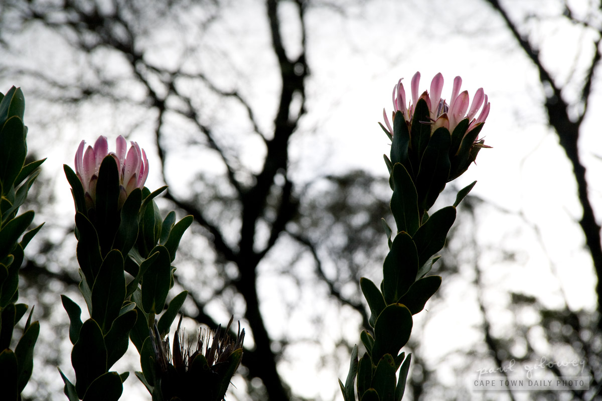 Protea silhouette