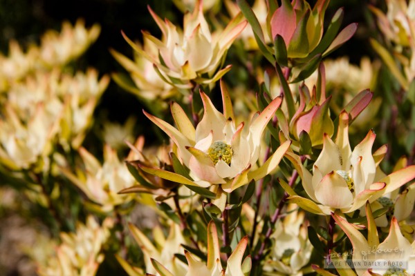 Unusual protea flowers