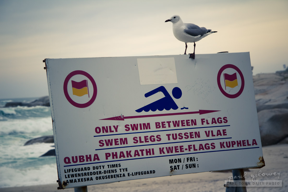 Swimming flags and seagulls