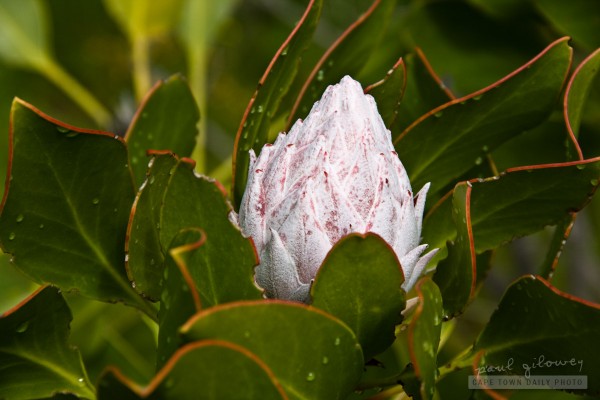 Proteas dusted with sherbet