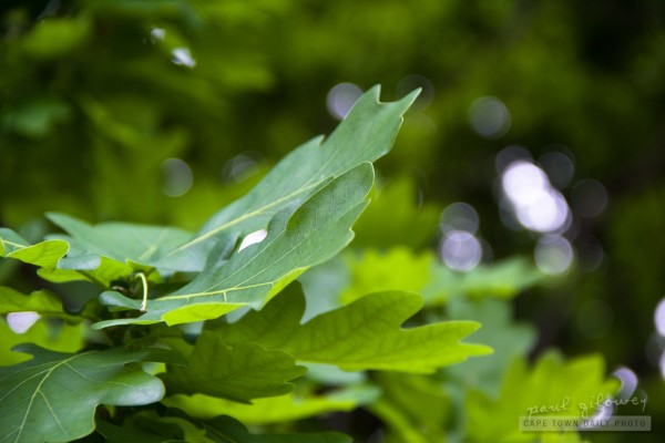 Oak tree leaves