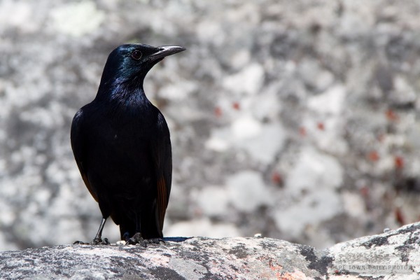 Red-winged Starling