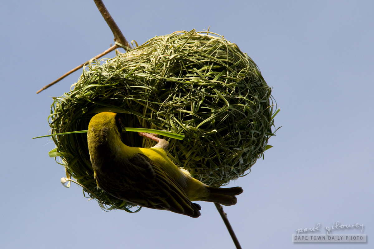 Yellow Weaver bird