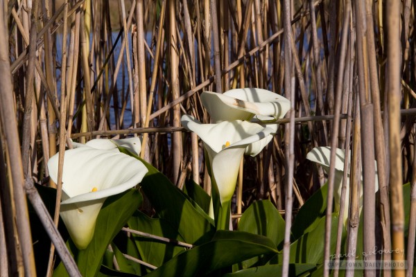 Not an Arum and not a Lily