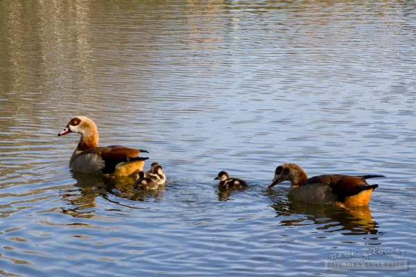 Egyptian geese, a pest?