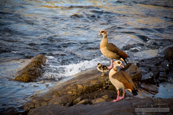 Sea geese