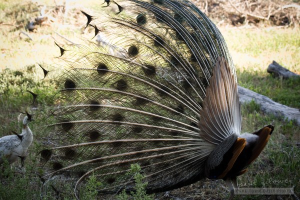 The clothes maketh not the peacock