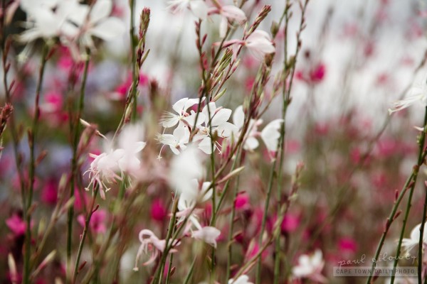 Pink 'n white blowing in the wind