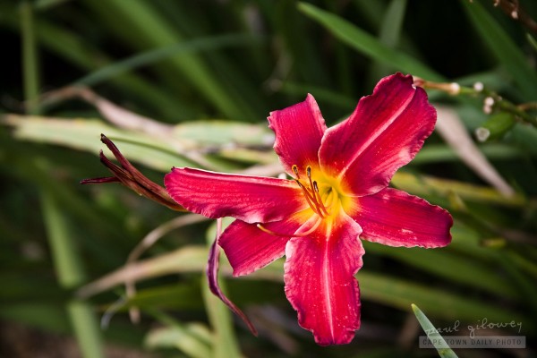 A daylily called Russian Rhapsody