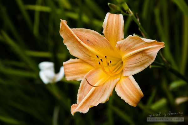The Moonbeam Daylily