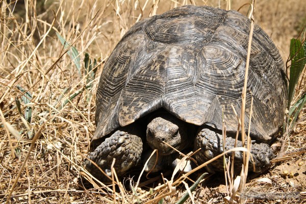 Sometimes it's better to be cold-blooded