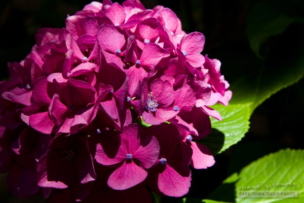 The thirsty hydrangea
