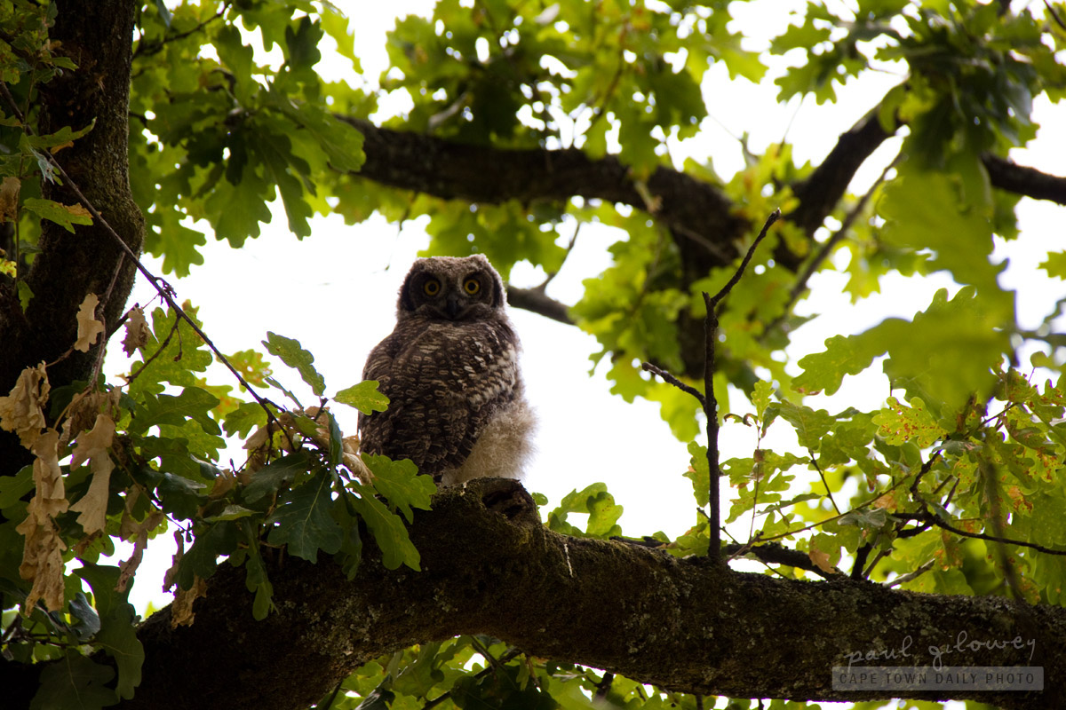 An owl at Boschendal