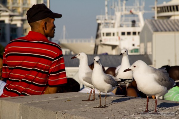 Please don't feed the seagulls