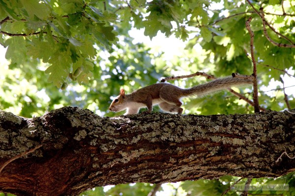 Squirrel in the garden