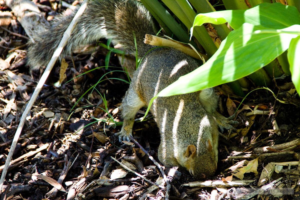 Squirrel digging in the ground