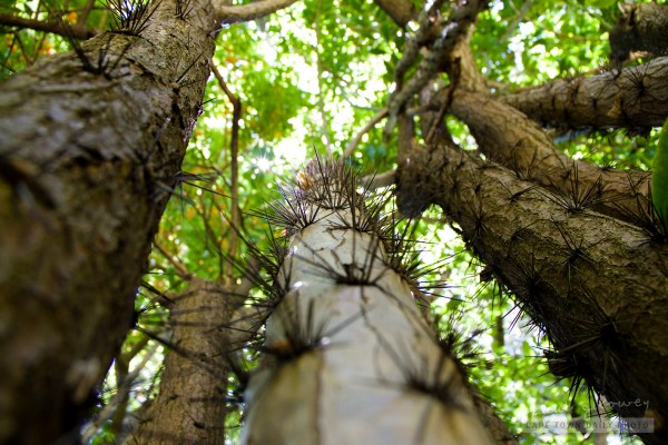 Not a tree to tangle with