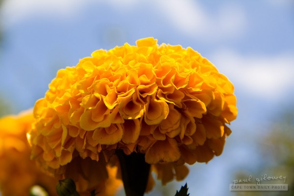 Yellow Marigold