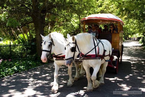 White horses drawing a carriage