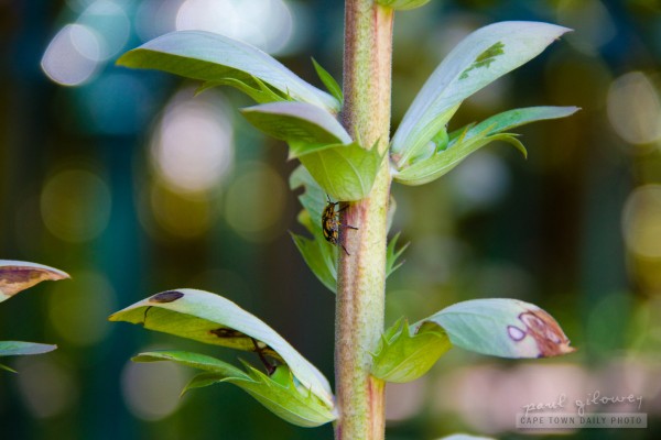 Beetle on a stalk