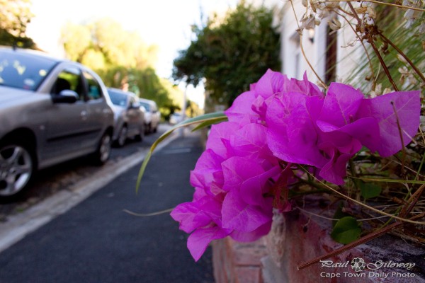 It's Bougainvillea, like panacea