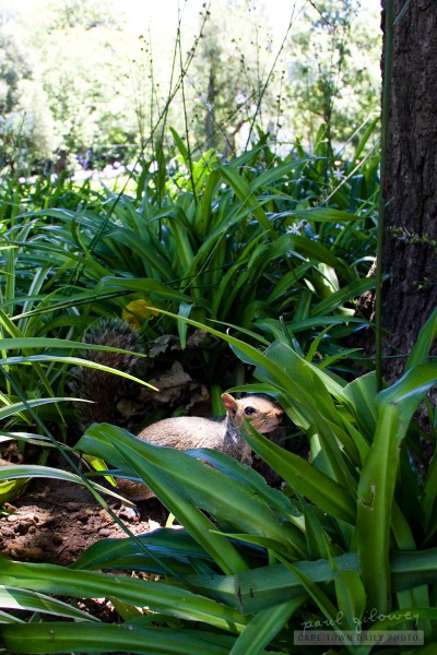 A squirrel and the Legion of the Shadow Tails