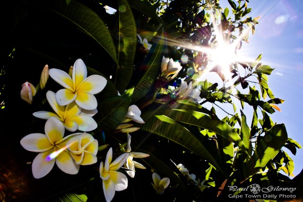 The poisonous Frangipani