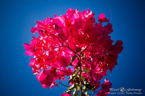 Pretty red bougainvillea