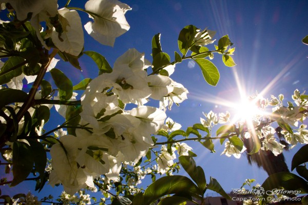 White Bougainvillea