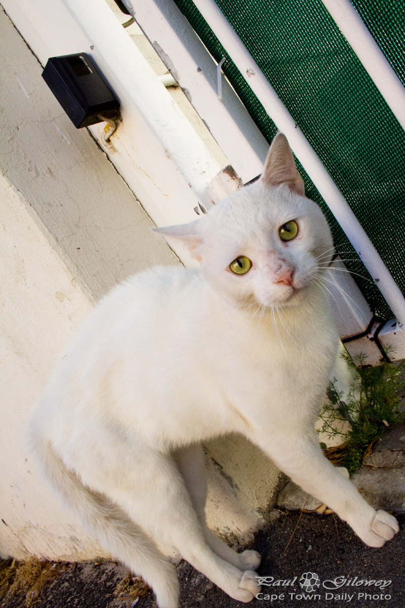 A skinny white cat