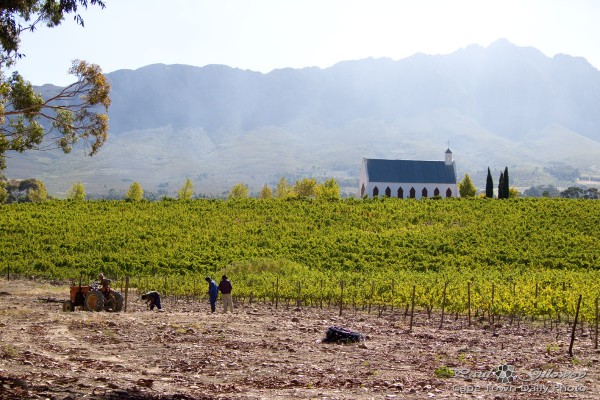 Church among the vines