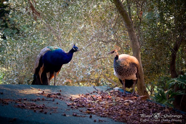 Peacock and Peahen - a first date