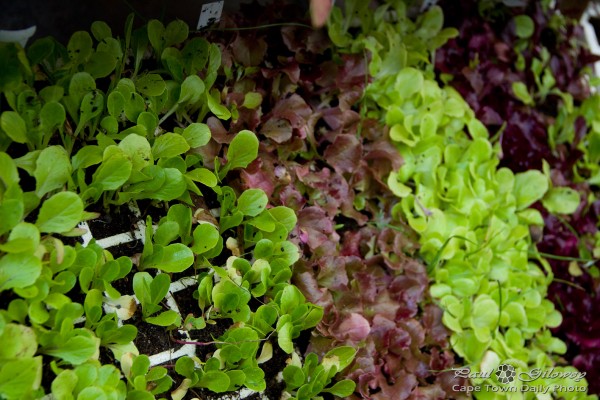 Mixed herbs and other leafy things
