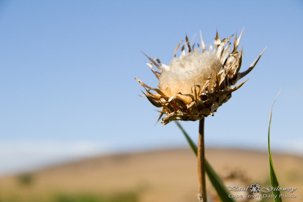 Sowing the seeds of love