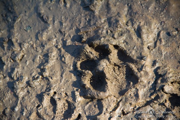 African animal spoor