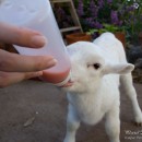 Lamb drinking a strawberry milkshake