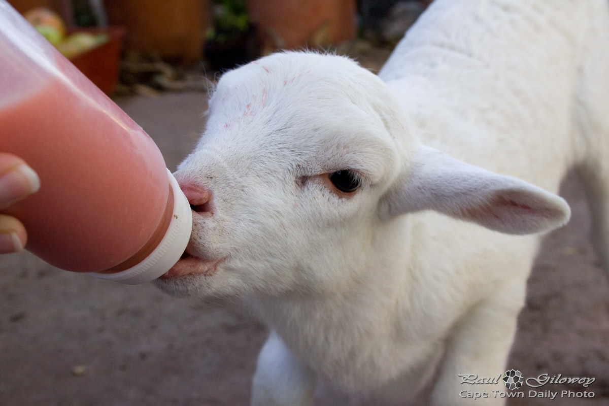 Lamb drinking milkshake
