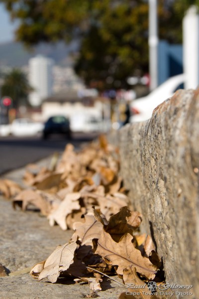 Oak leaves in the street