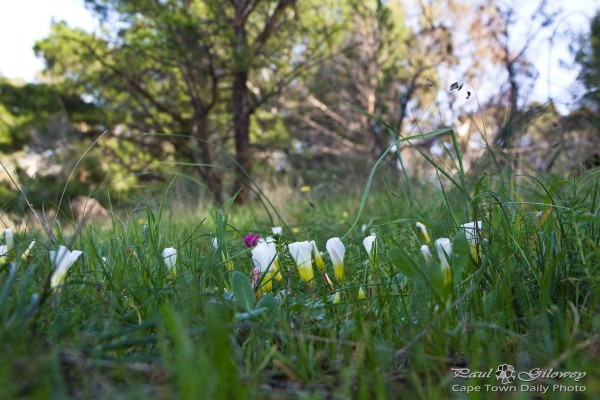 Field of flowering oxalis