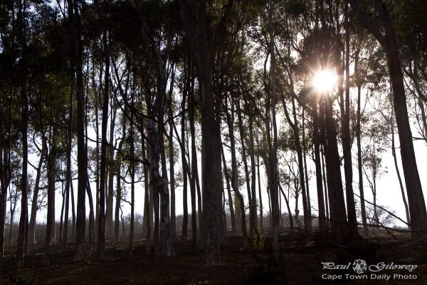 Sunshine though the trees