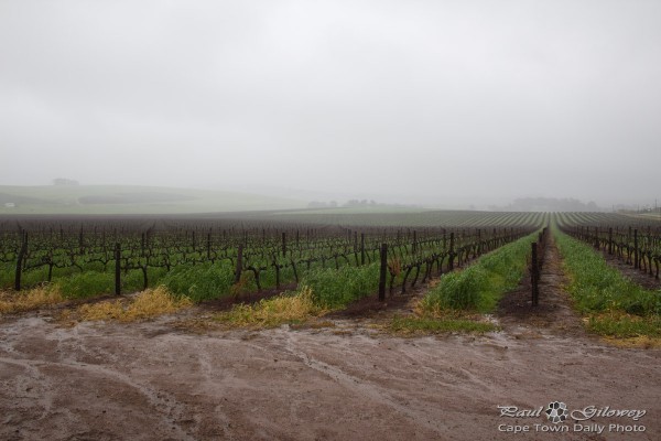 Wet 'n soggy vineyards