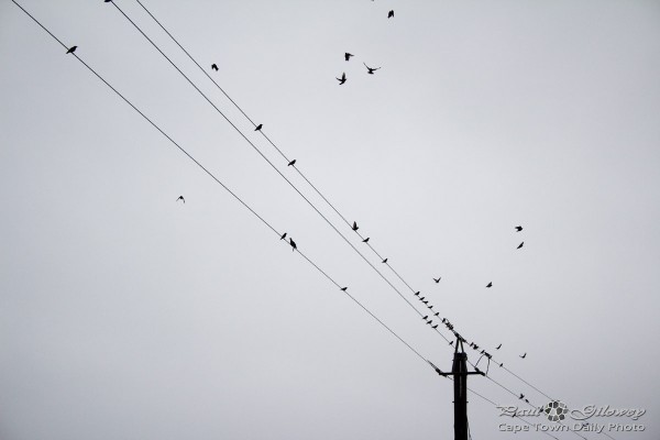 Birds on a wire