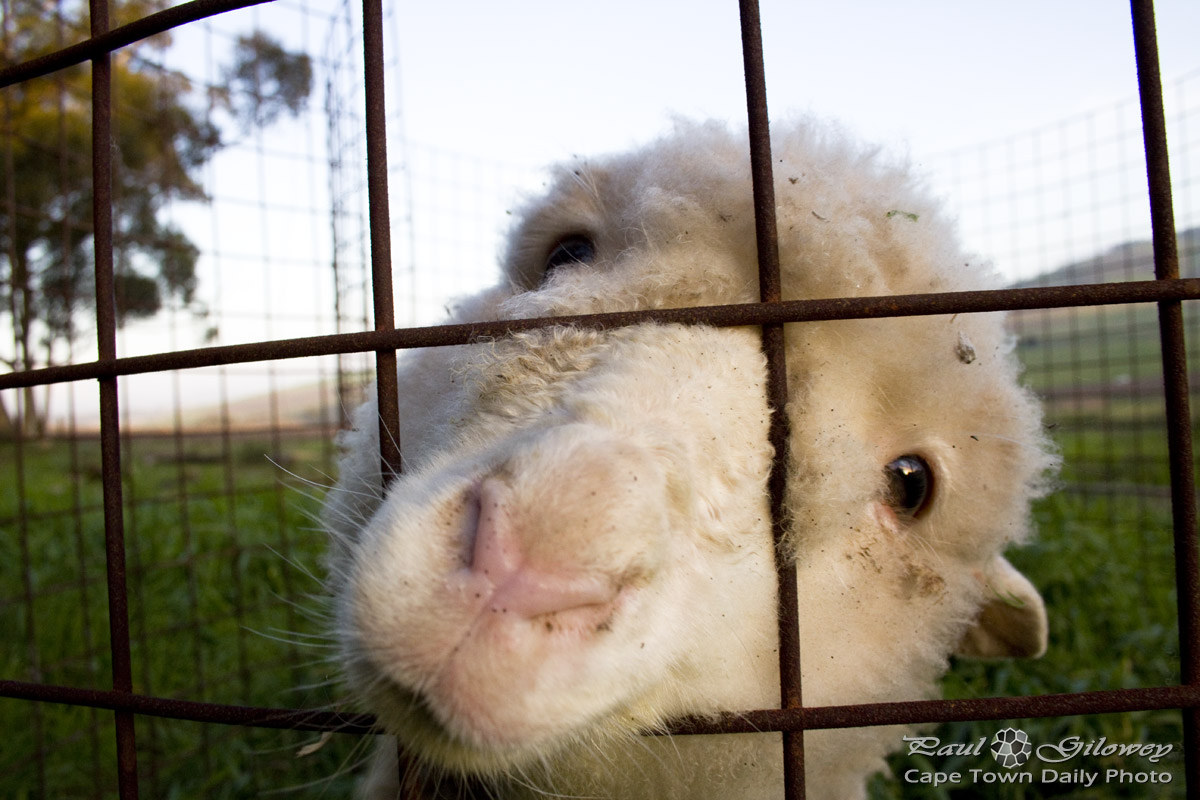 Lamb behind a fence