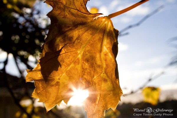 Bright orange vine leaf