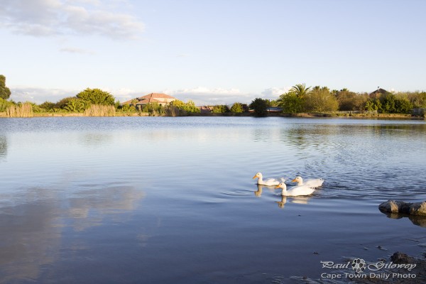 Three ducks in a pond