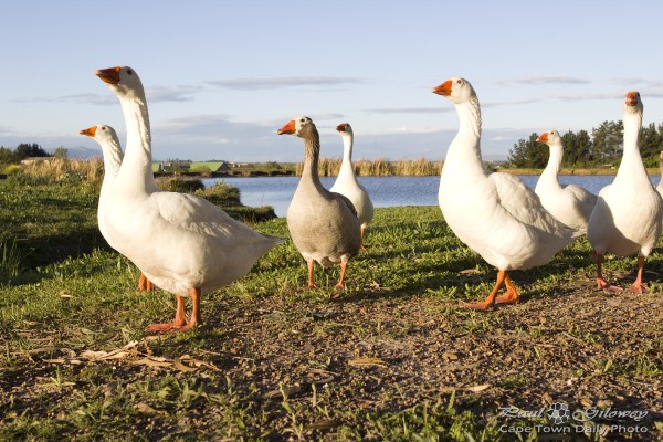 The geese know something