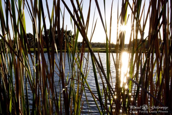 Sparkling reeds