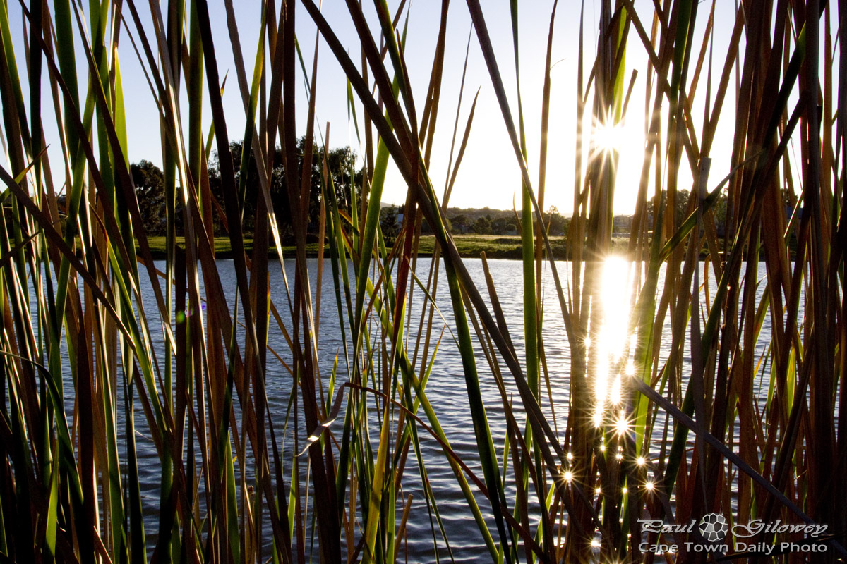 Sparkling reeds