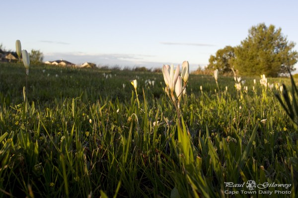 Tiny wildflowers